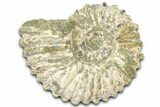 Bumpy Ammonite (Douvilleiceras) Fossil - Madagascar #361132-1
